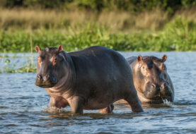 Hipopótamos de Escobar ahora son "personas legales"