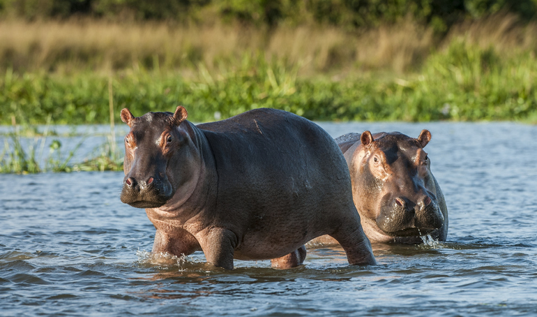 Hipopótamos de Escobar ahora son «personas legales»