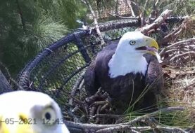 Zoo de Miami mostrará la vida de las águilas calvas