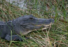 Mujer es herida de gravedad por un caimán en Florida