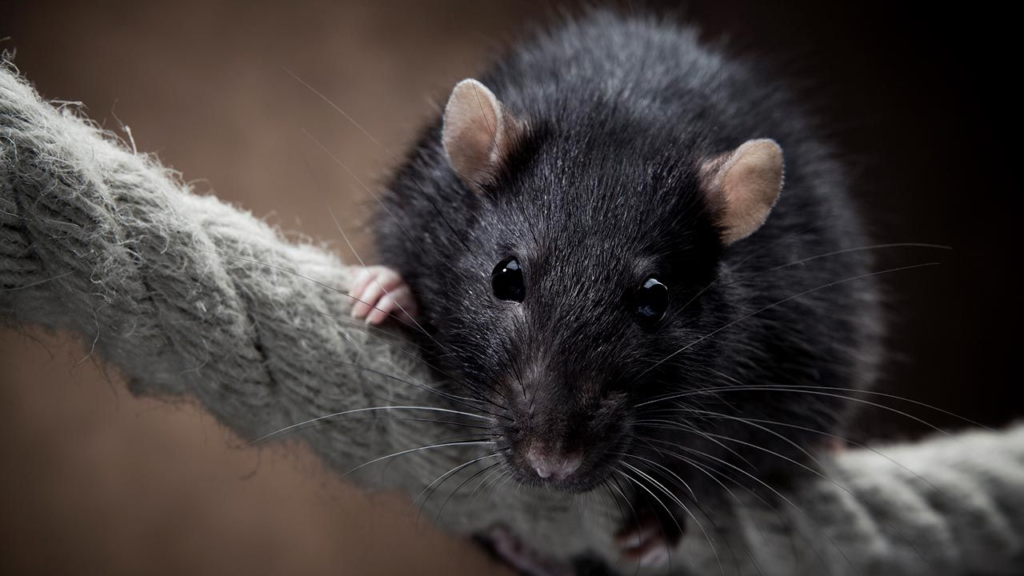 Incautan alimentos en bodega de Miami por infestación de ratas