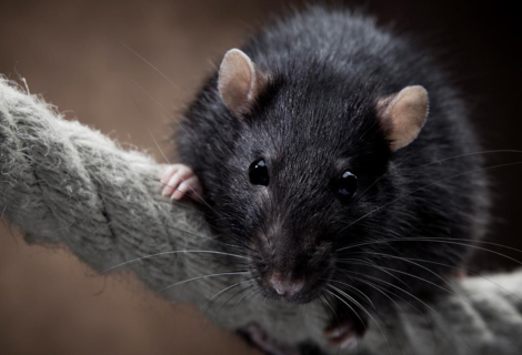 Incautan alimentos en bodega de Miami por infestación de ratas