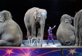 Francia prohíbe por ley animales salvajes en los circos