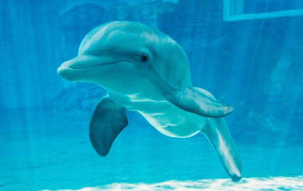 Muere la delfin discapacitada Winter, inspiradora de «Dolphin Tale»