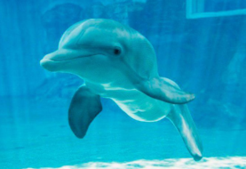 Muere la delfin discapacitada Winter, inspiradora de "Dolphin Tale"