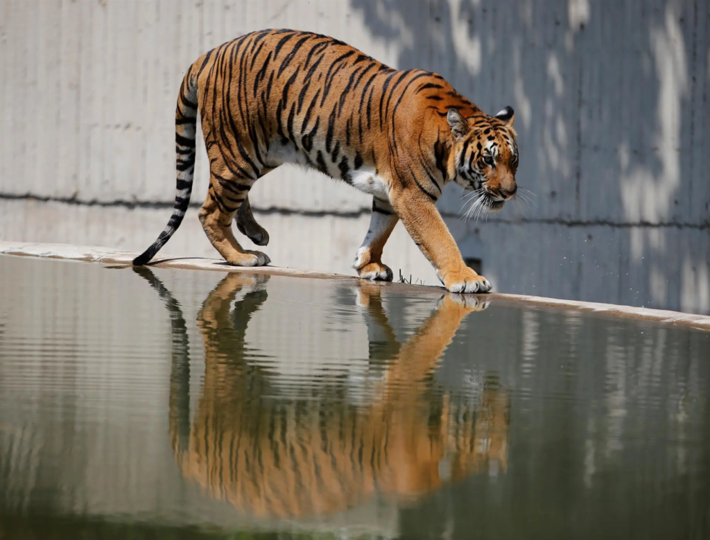 Trabajador de limpieza herido por un tigre en un zoo de Florida