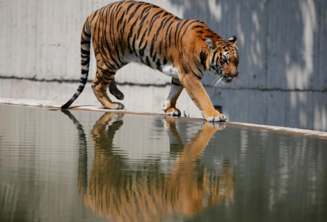 Trabajador de limpieza herido por un tigre en un zoo de Florida
