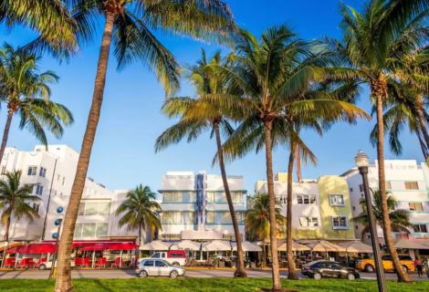 Alerta en Miami por la "lluvia" de iguanas que se avecina