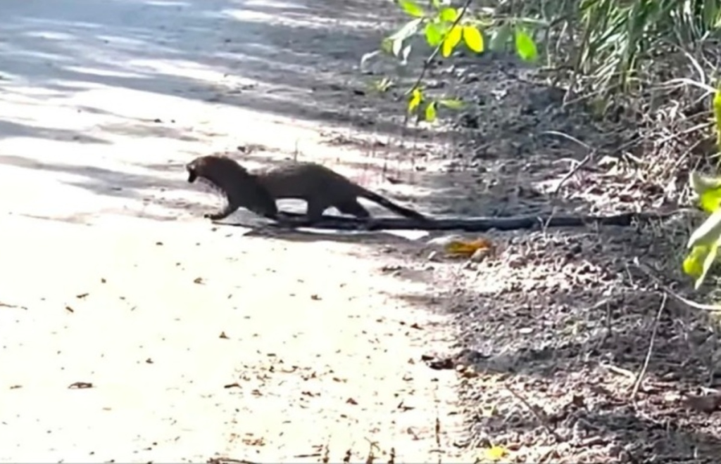 Extraño visón captura una serpiente gigante en los Everglades