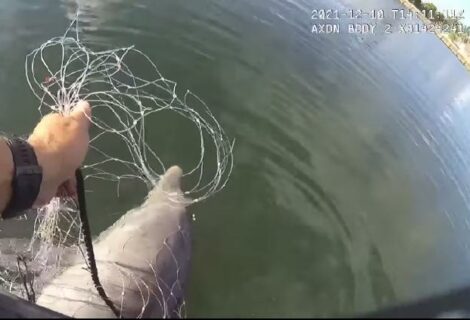 “Te tengo” Policia rescata a delfín atrapado en red de pesca