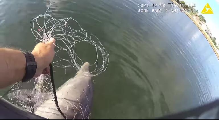 “Te tengo” Policia rescata a delfín atrapado en red de pesca