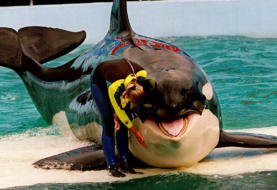 Orca Lolita del Miami Seaquarium está enferma