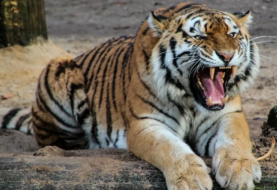 Tigre ataca a trabajador en parque de Florida