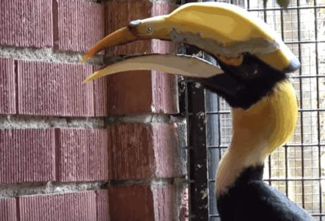 Operan con éxito a ave con cáncer en Zoo de Florida con impresora 3D