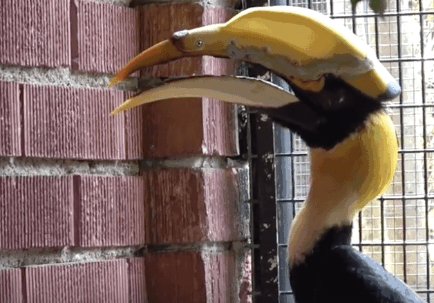 Operan con éxito a ave con cáncer en Zoo de Florida con impresora 3D