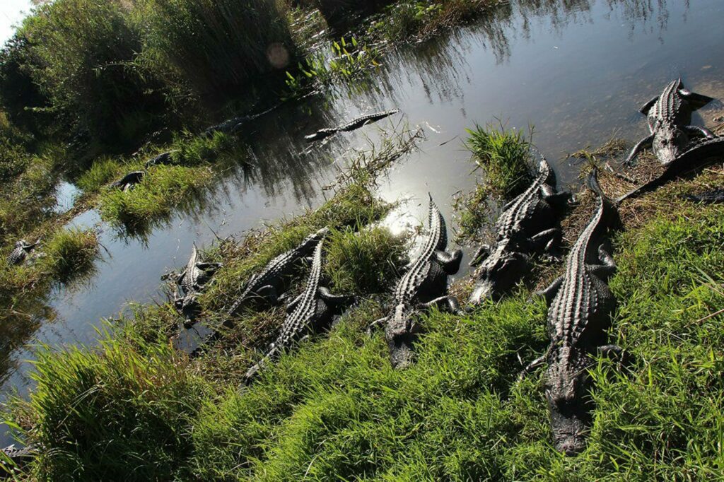 Una anciana muere tras caer a estanque y ser «agarrada» por dos caimanes en Florida, dicen autoridades