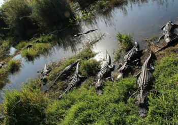 Una anciana muere tras caer a estanque y ser "agarrada" por dos caimanes en Florida, dicen autoridades