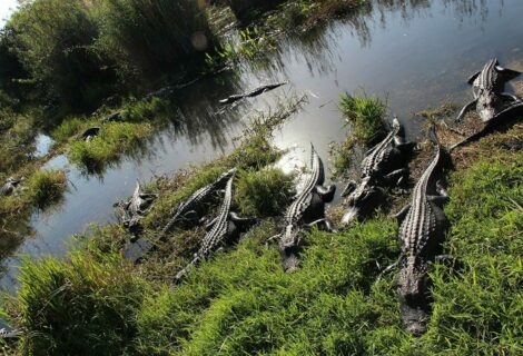 Una anciana muere tras caer a estanque y ser "agarrada" por dos caimanes en Florida, dicen autoridades
