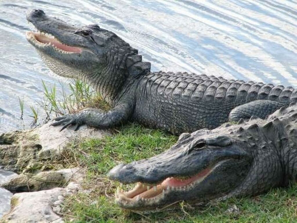 Hallan restos humanos en un canal de Florida infestado de caimanes