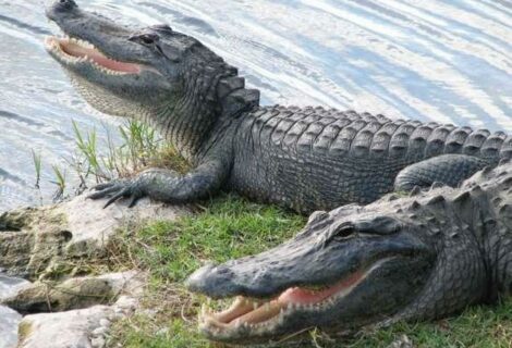 Hallan restos humanos en un canal de Florida infestado de caimanes