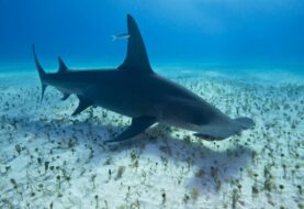 Bañistas de Pompano Beach sorprendidos por un tiburón martillo