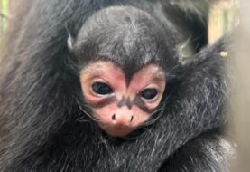 Nace mono araña con marcas de “Batman” en Florida