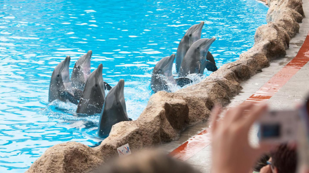 Versión del Miami Seaquarium sobre el ataque del delfín