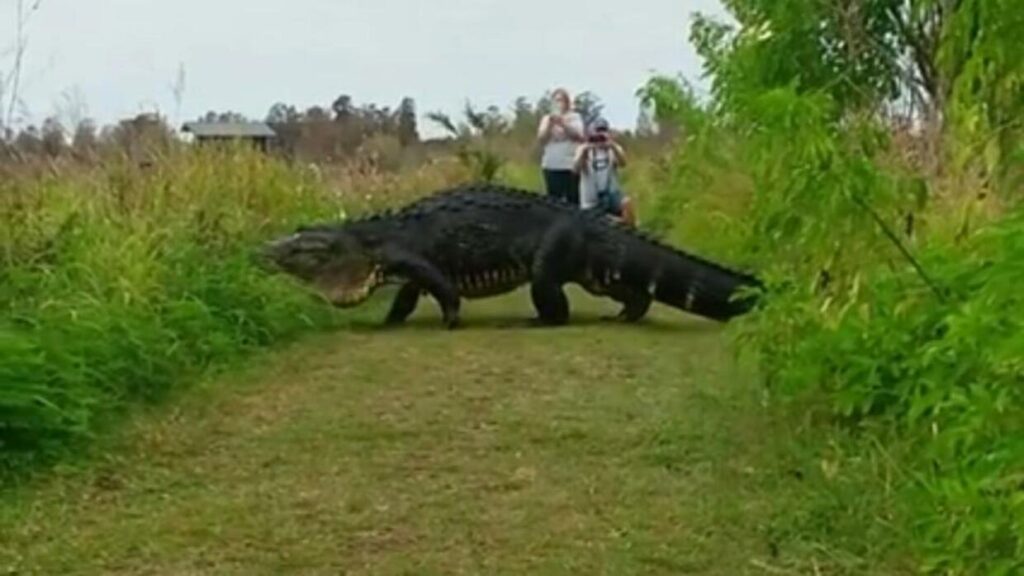 Inmenso caimán se pasea por barrio de Florida