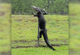 Encuentran a un caimán trepado en una cerca en Florida