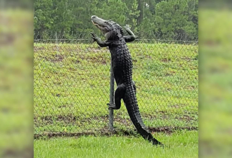 Encuentran a un caimán trepado en una cerca en Florida