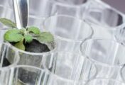 Científicos logran cultivar plantas en suelo lunar
