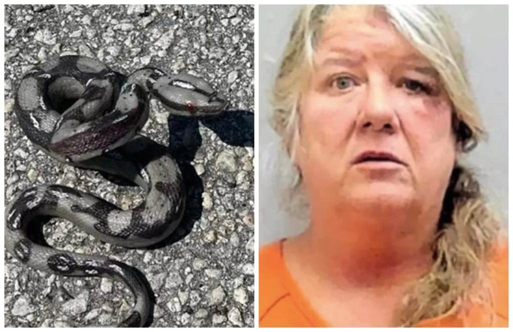 Mujer arroja serpiente de juguete a policías para evitar arresto en Florida