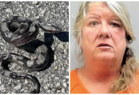 Mujer arroja serpiente de juguete a policías para evitar arresto en Florida