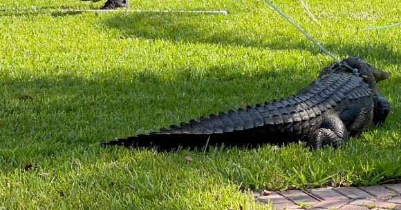 Atrapan a un caimán de casi tres metros en el patio de una vivienda en Florida