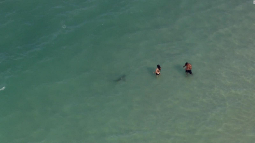 Tiburones mordieron a varias personas en el sur de Florida