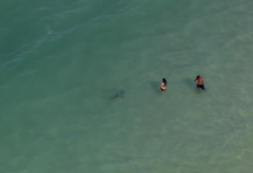 Tiburones mordieron a varias personas en el sur de Florida