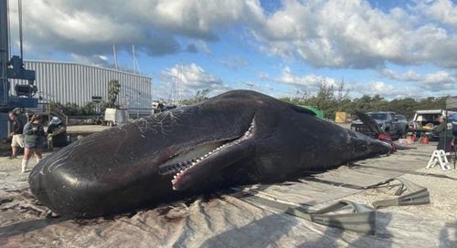 Un cachalote aparece muerto a orillas de una playa en Florida