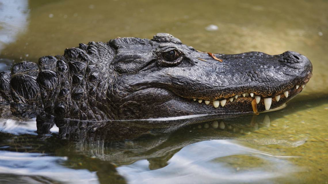 Los cocodrilos se aparean bajo el agua en esta época