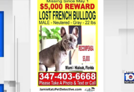 Pareja de Miami ofrece $5,000 de recompensa para encontrar a su perro