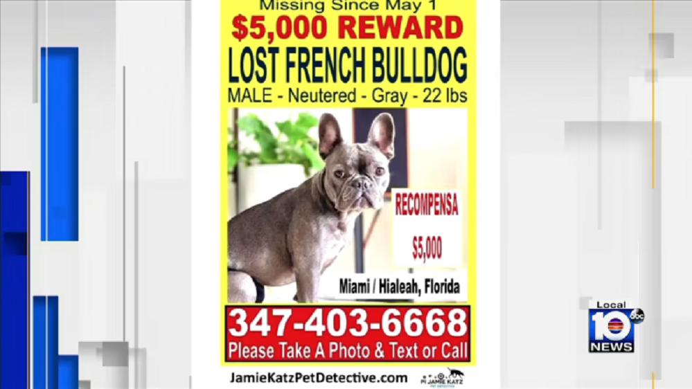 Pareja de Miami ofrece $5,000 de recompensa para encontrar a su perro