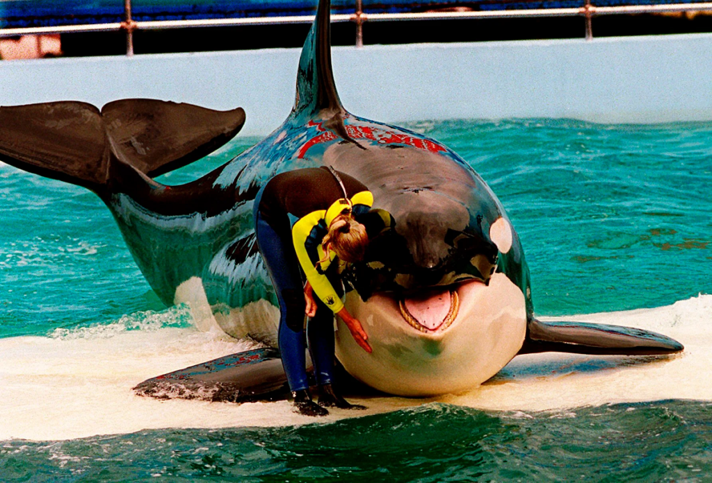 Lolita, del Miami Seaquarium, se siente mucho mejor