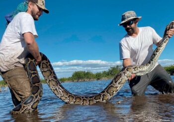 El problema de Florida con las serpientes: capturan una pitón hembra de 5,5 metros