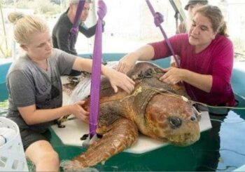 Rescatan a tortuga mordida por un tiburón en Miami