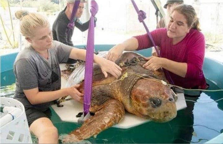 Rescatan a tortuga mordida por un tiburón en Miami