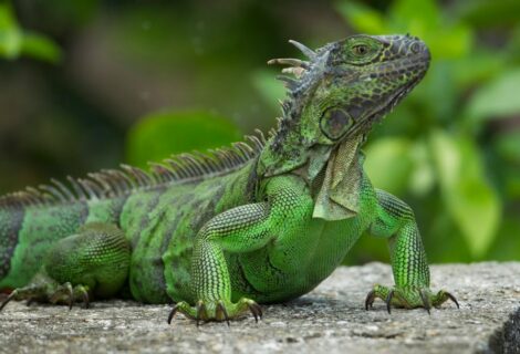 EEUU: una iguana en el baño sorprende a una mujer de Florida