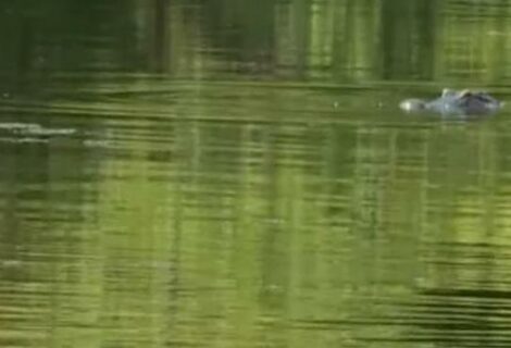 Muere una mujer en Florida al caer a un estanque con caimanes