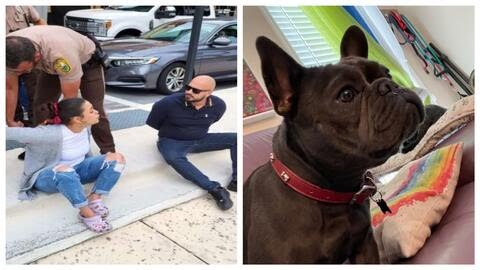 Pareja de Miami es acusada de robar una perra French Bulldog en los Cayos y exigir dinero por devolverla