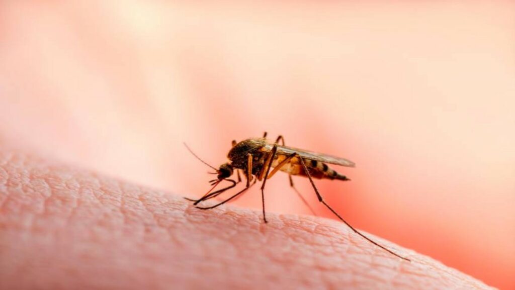 ADN en mosquitos permite resolver un caso de robo en China