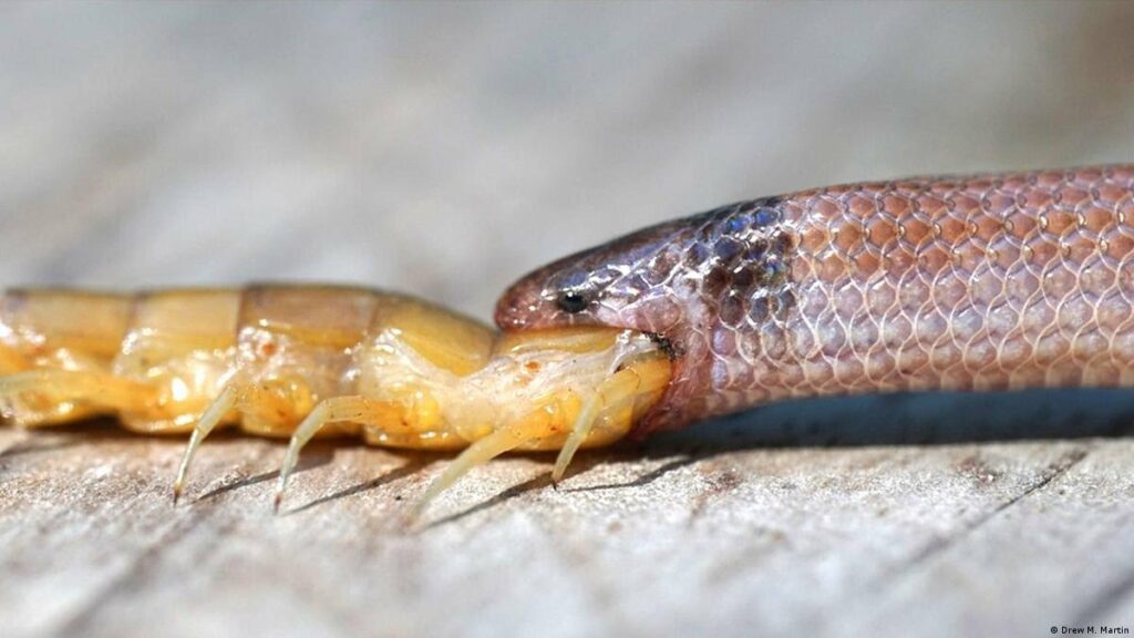 Encuentran rara serpiente de Florida muerta tras ahogarse con un ciempiés gigante