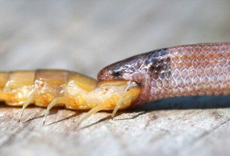 Encuentran rara serpiente de Florida muerta tras ahogarse con un ciempiés gigante
